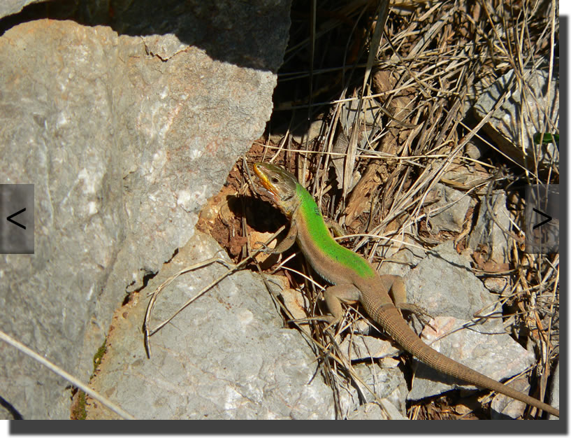 Podarcis melisellensis